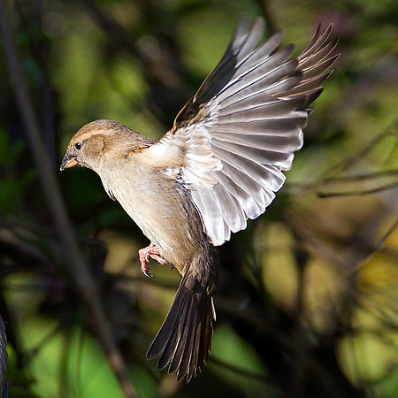 Sparrow in flight