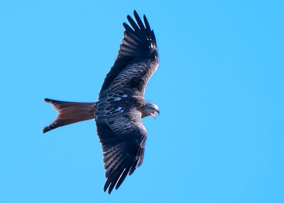Red Kite in flight at Tollie - RSPB