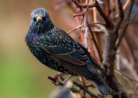 Starling in our back garden