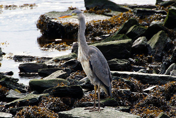 Grey Heron