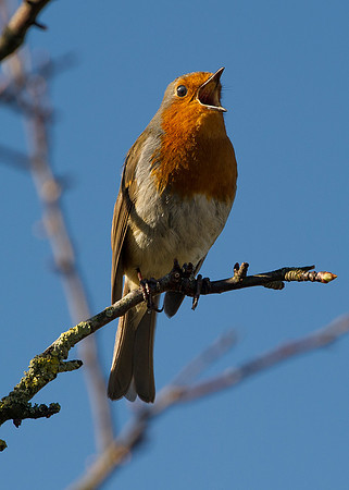 Robin at Halkirk River