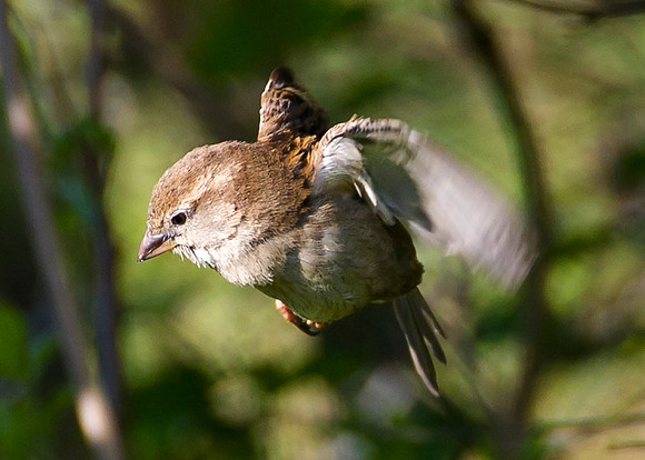 Sparrow in flight