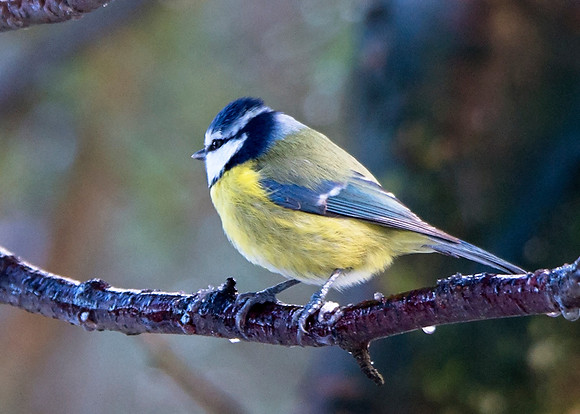 Blue Tit