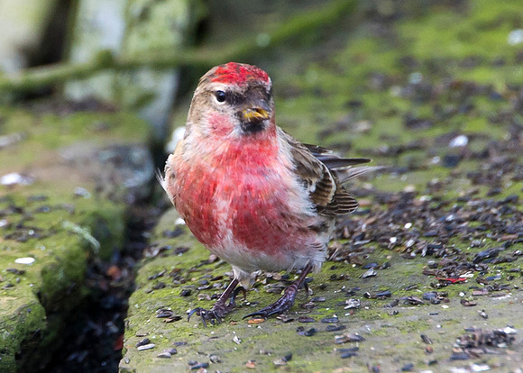 Redpoll