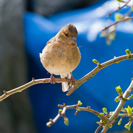 Sparrow on branch