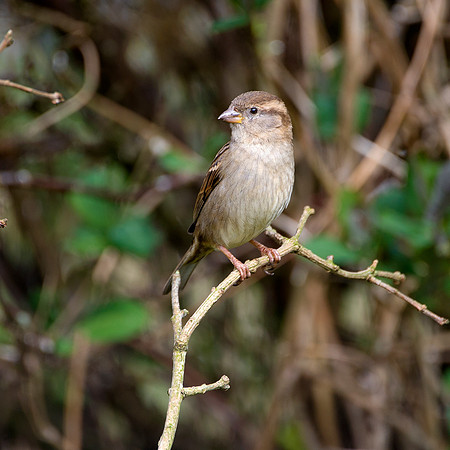 Sparrow on branch