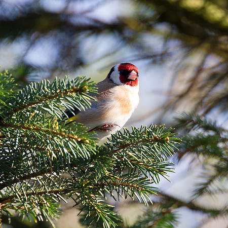 Goldfinch