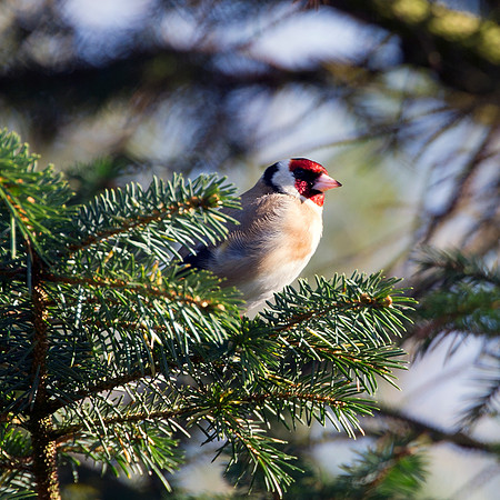 Goldfinch