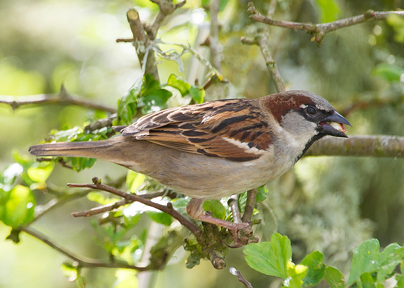 sparrow with peanut