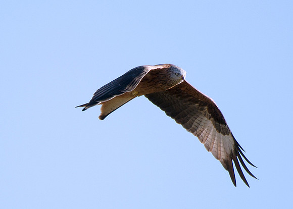 Red Kite in flight at Tollie - RSPB