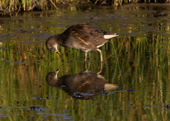 Juvenile Coot at St Johns Pool - Caithness