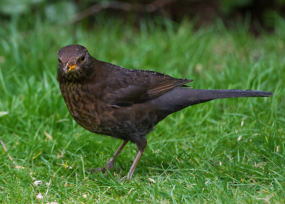hen blackbird