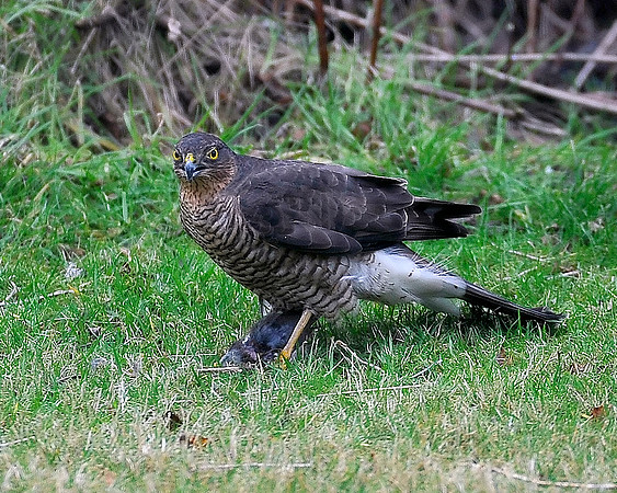 Sparrow Hawk in our back garden