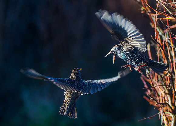 flying starlings