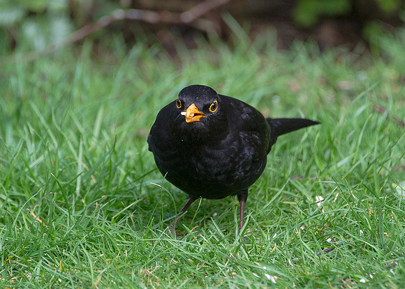 male blackbird