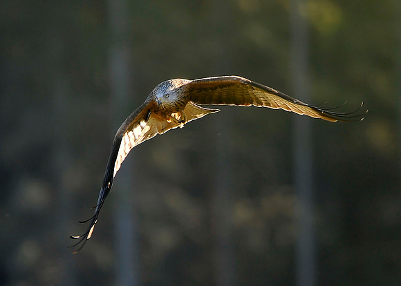 Red Kite in flight at Tollie - RSPB