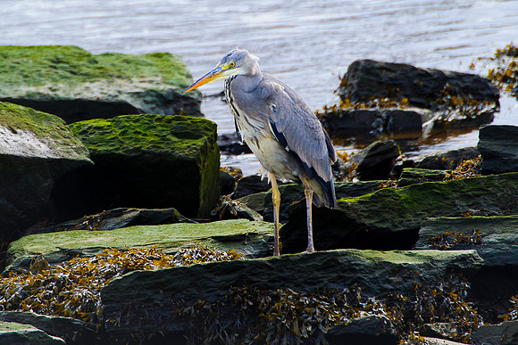Grey Heron