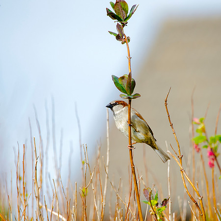 Sparrow on branch