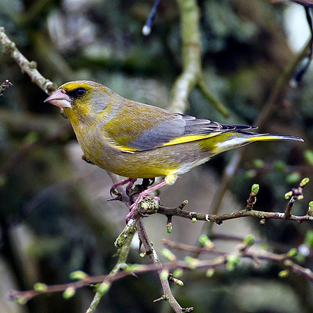 Greenfinch