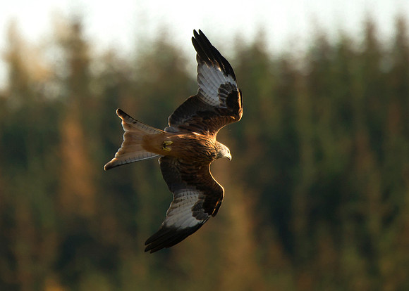 Red Kite in flight at Tollie - RSPB