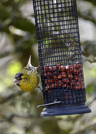 Siskin