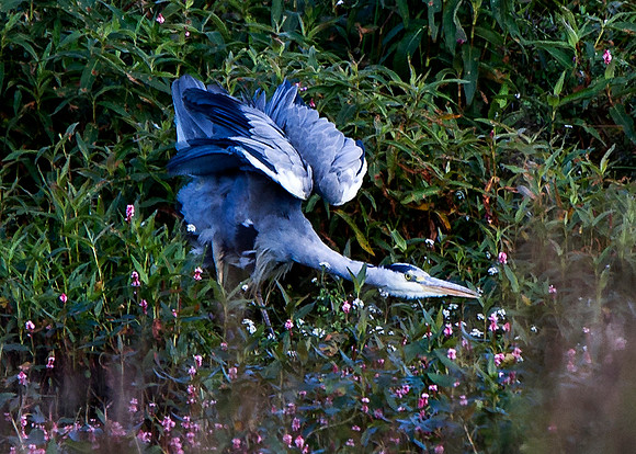 Heron at St Johns Loch - Caithness