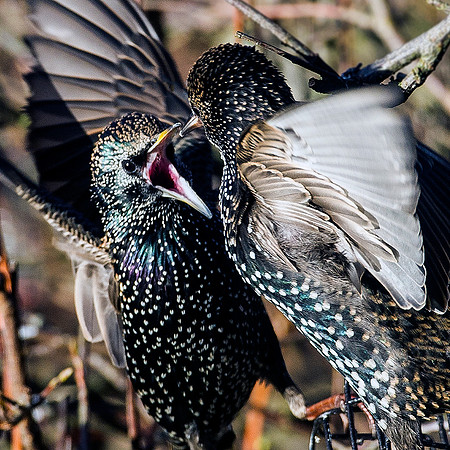 angry starlings