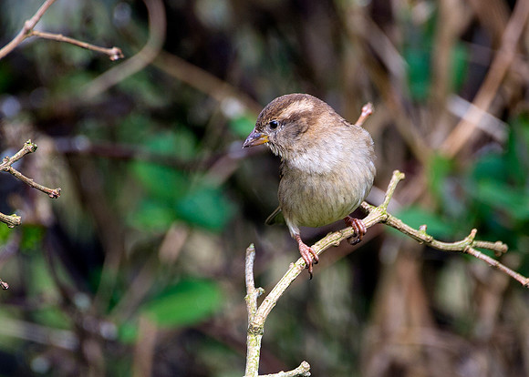 Sparrow on branch