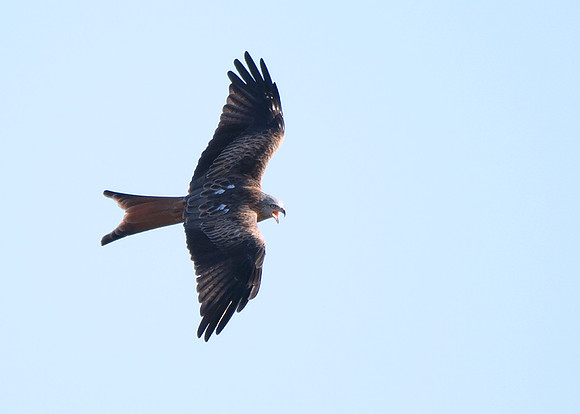 Red Kite in flight at Tollie - RSPB