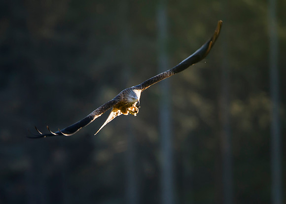 Red Kite in flight at Tollie - RSPB