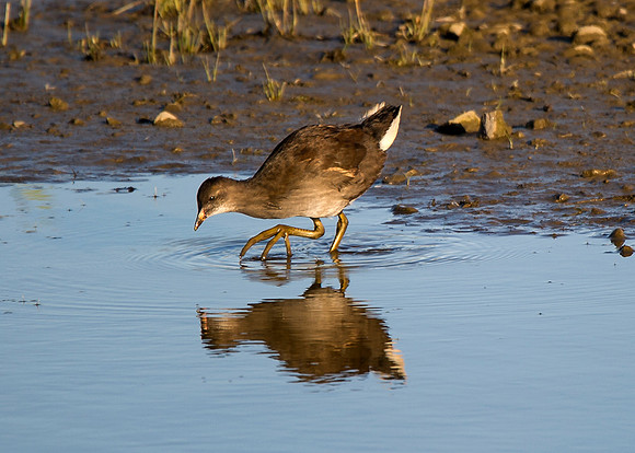 Juvenile Coot at St Johns Pool - Caithness