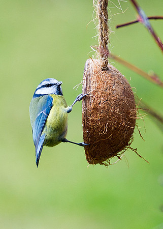 Blue Tit on coconut feeder