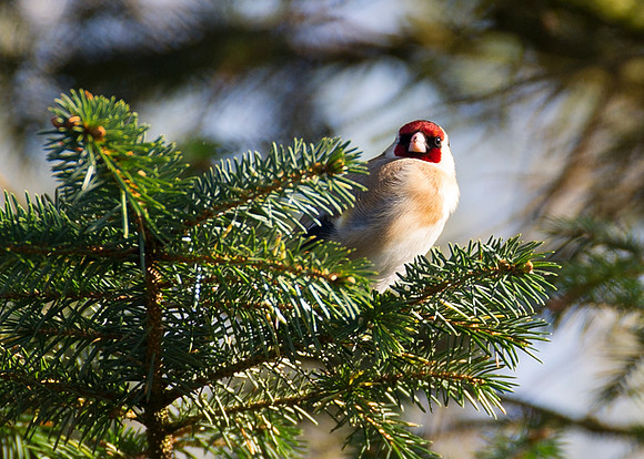 Goldfinch