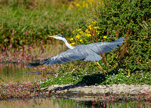 Heron at St Johns Loch - Caithness