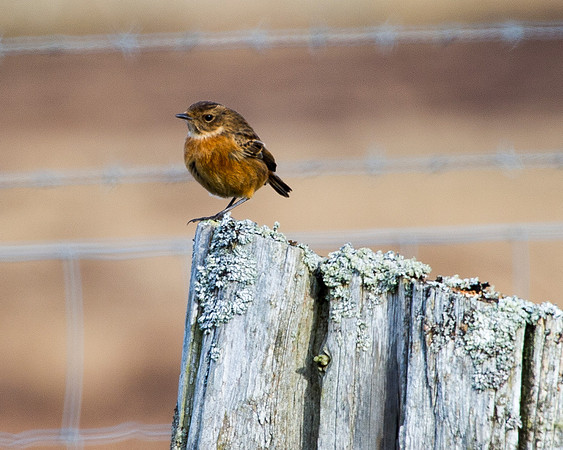 Female Stonechat - winter plumage