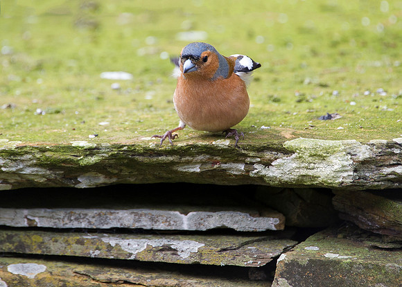 Chaffinch - One, Two, Three... Geromino