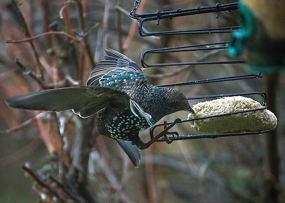 Starling in our back garden