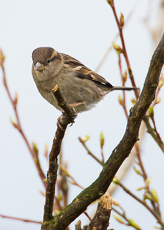 Sparrow