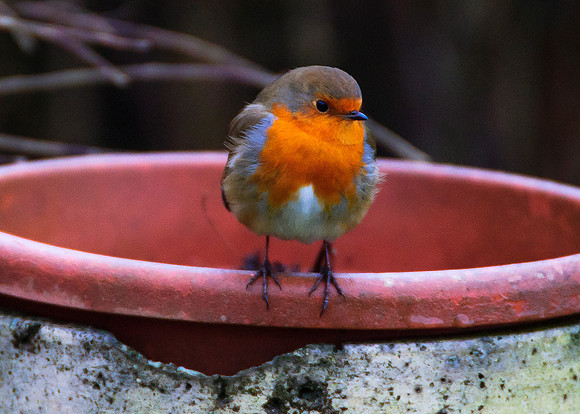 Robin at Scotscalder