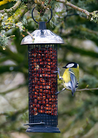 Great Tit