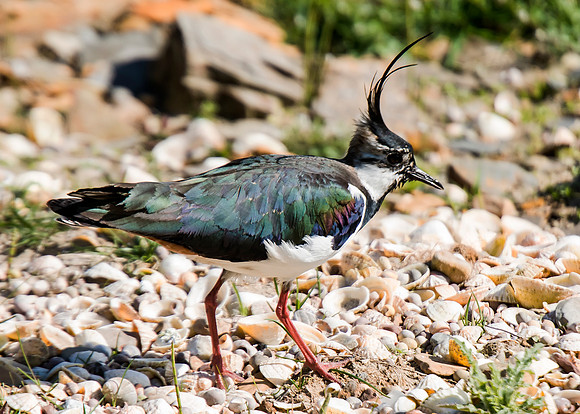 Lapwing at St John's Loch