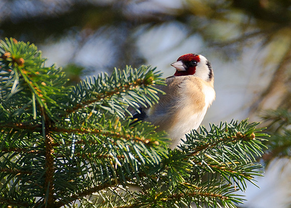 Goldfinch