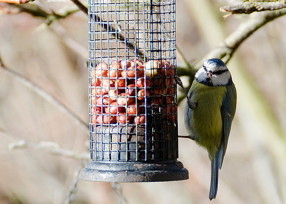 Blue Tit on peanut feeder