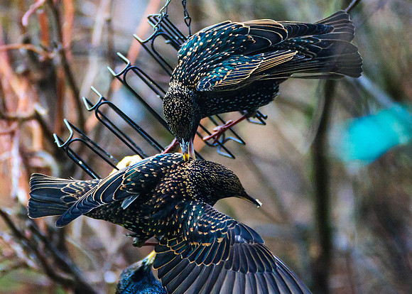 Starlings in our back garden