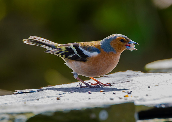 Chaffinch