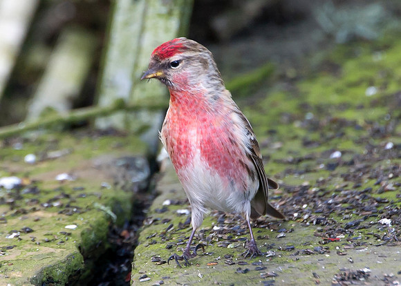 Redpoll