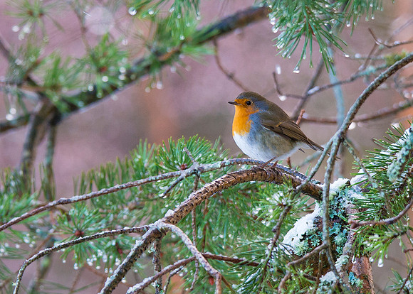 Robin