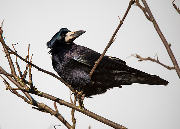 Rook