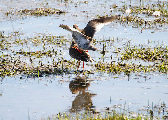 Redshanks mating