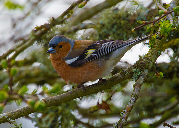 Chaffinch